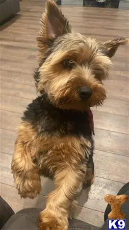 Yorkshire Terrier stud dog